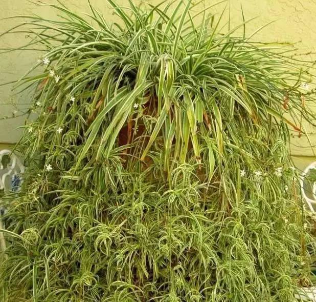 铜钱草和绿萝能一起在鱼缸养吗,绿萝和铜钱草好养活吗图片