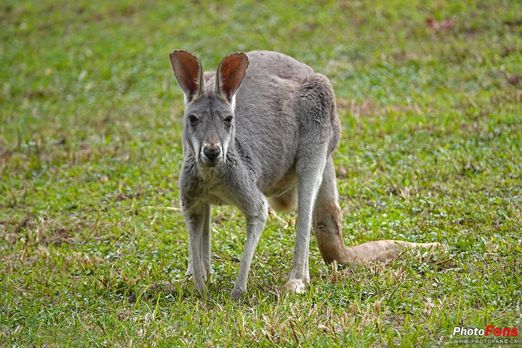 索尼黑卡rx10m4测评,索尼黑卡rx10五代