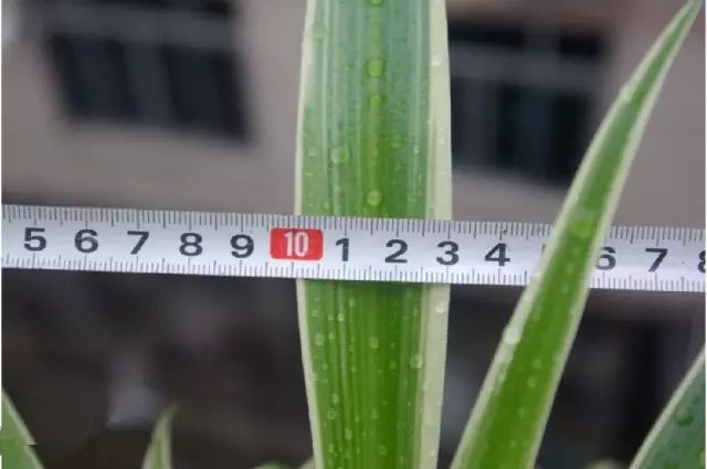 铜钱草和绿萝能一起在鱼缸养吗,绿萝和铜钱草好养活吗图片