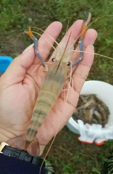 东西湖新型职业农民 (相城区新型职业农民)