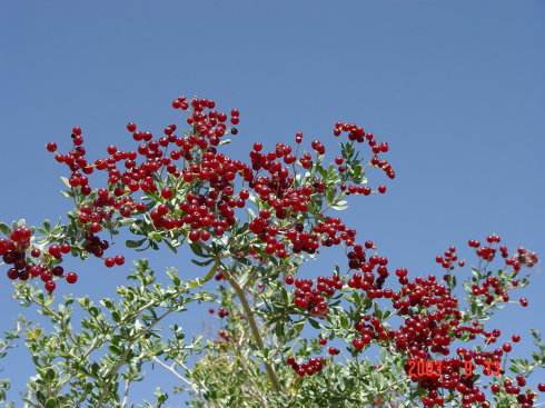 唐古特白刺果什么功能,唐古特白刺多糖磷酸化