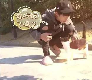 易烊千玺养的猫是什么猫,易烊千玺养的猫