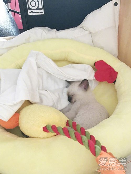 易烊千玺养的猫是什么猫,易烊千玺养的猫