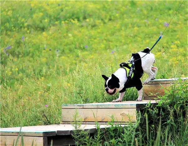 活动回顾｜欧帝亿主题狗狗巴士察哈尔草原深处探秘万年火山