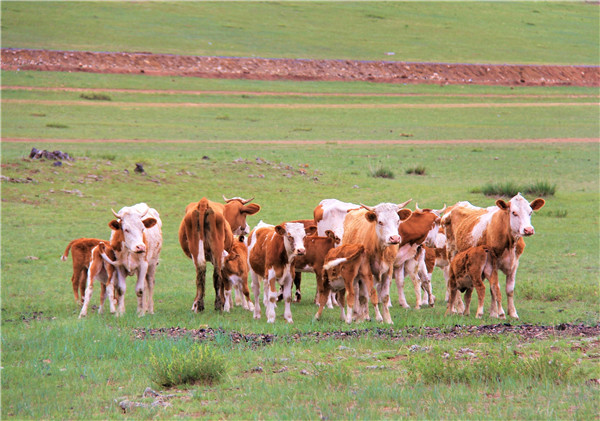 活动回顾｜欧帝亿主题狗狗巴士察哈尔草原深处探秘万年火山