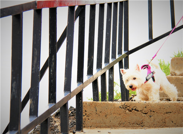 活动回顾｜欧帝亿主题狗狗巴士察哈尔草原深处探秘万年火山