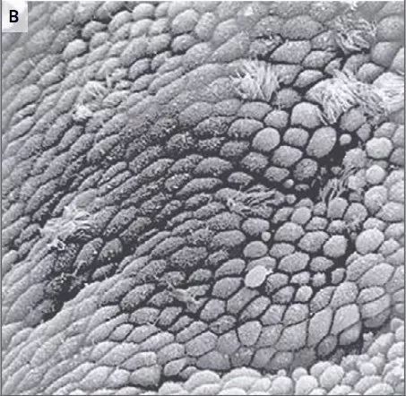 小生命的真实存在,小生命怎么开始的