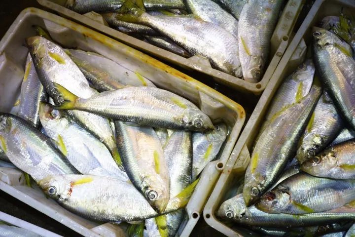 上海去哪里吃实惠而又正宗的海鲜,上海哪里的海鲜又便宜又好吃