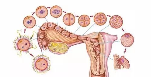 小生命的真实存在,小生命怎么开始的