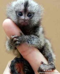 什么宠物最可爱又好养,你见过的宠物是什么