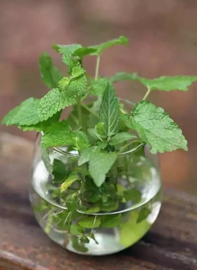 农村合适水培的植物,最合适水培的植物图片及名称