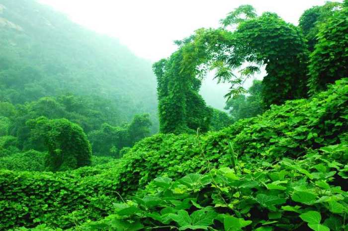 住山洞的白毛女现在怎么样了,独自住进山洞三十年的白毛女现状