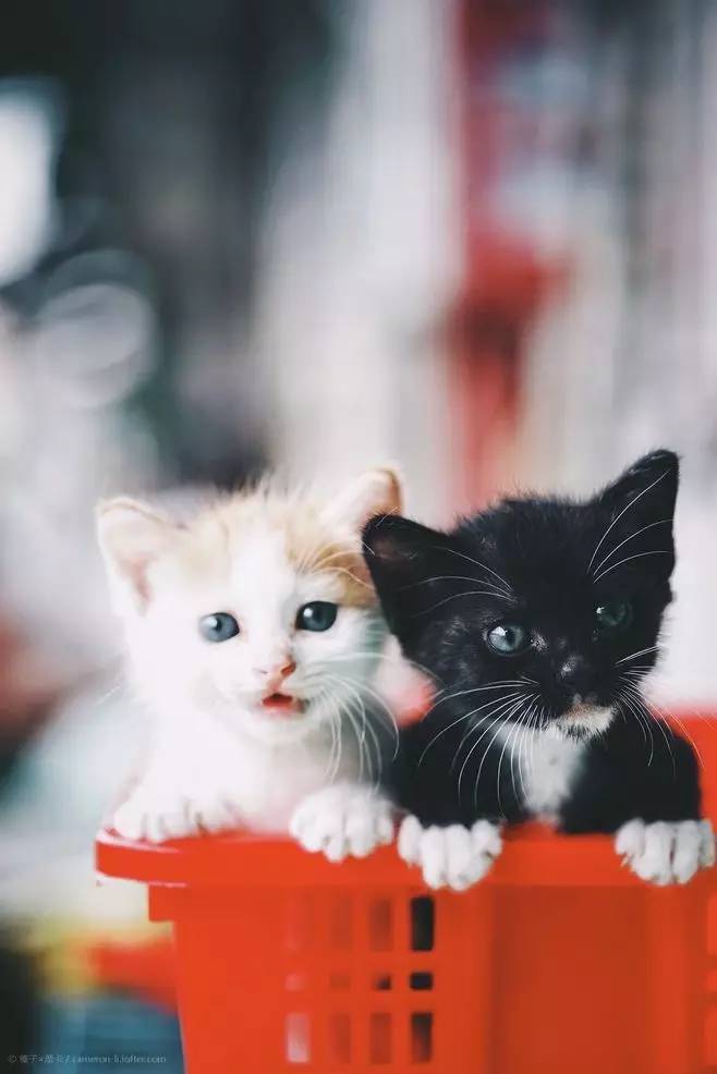 轻学教育靠谱吗,轻学教育抖音靠谱吗