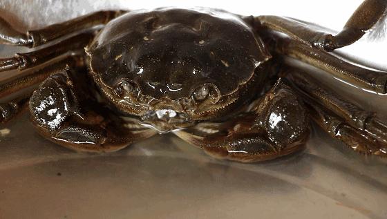 鲜冠阳澄湖大闸蟹,舌尖上的美味大闸蟹