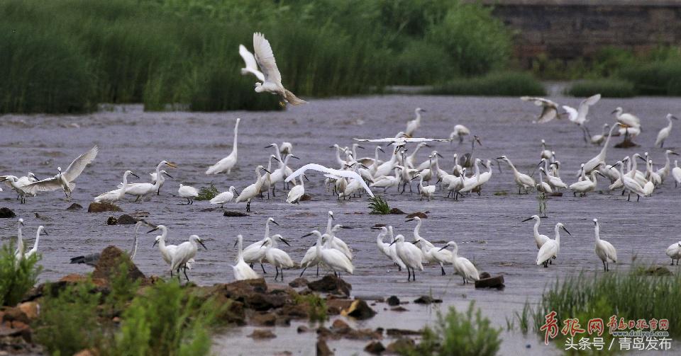 黑水河畔白鹭飞,墨水河里成群的小野鸭