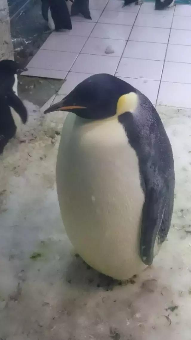 爆笑皮卡丘变形,爆笑皮卡丘韩国