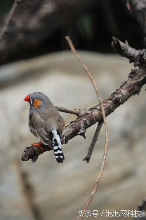 佳能6dmarkii使用详解,入门级全画幅佳能相机型号