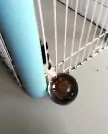 判断哈士奇是不是纯种的方法，很简单很实用