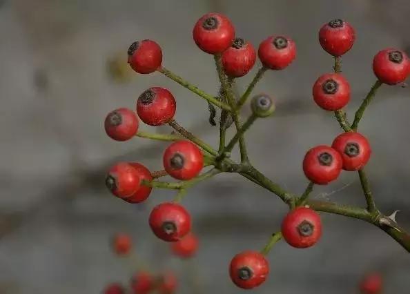 月季玫瑰蔷薇的识别特征,认识蔷薇玫瑰月季