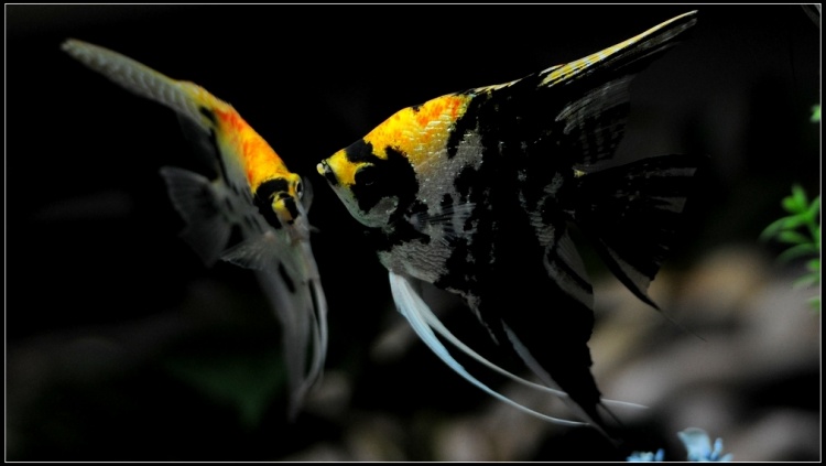 哪几种热带鱼好养,热带鱼好养的有哪几种