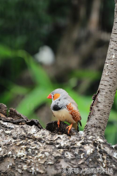 佳能6dmarkii使用详解,入门级全画幅佳能相机型号