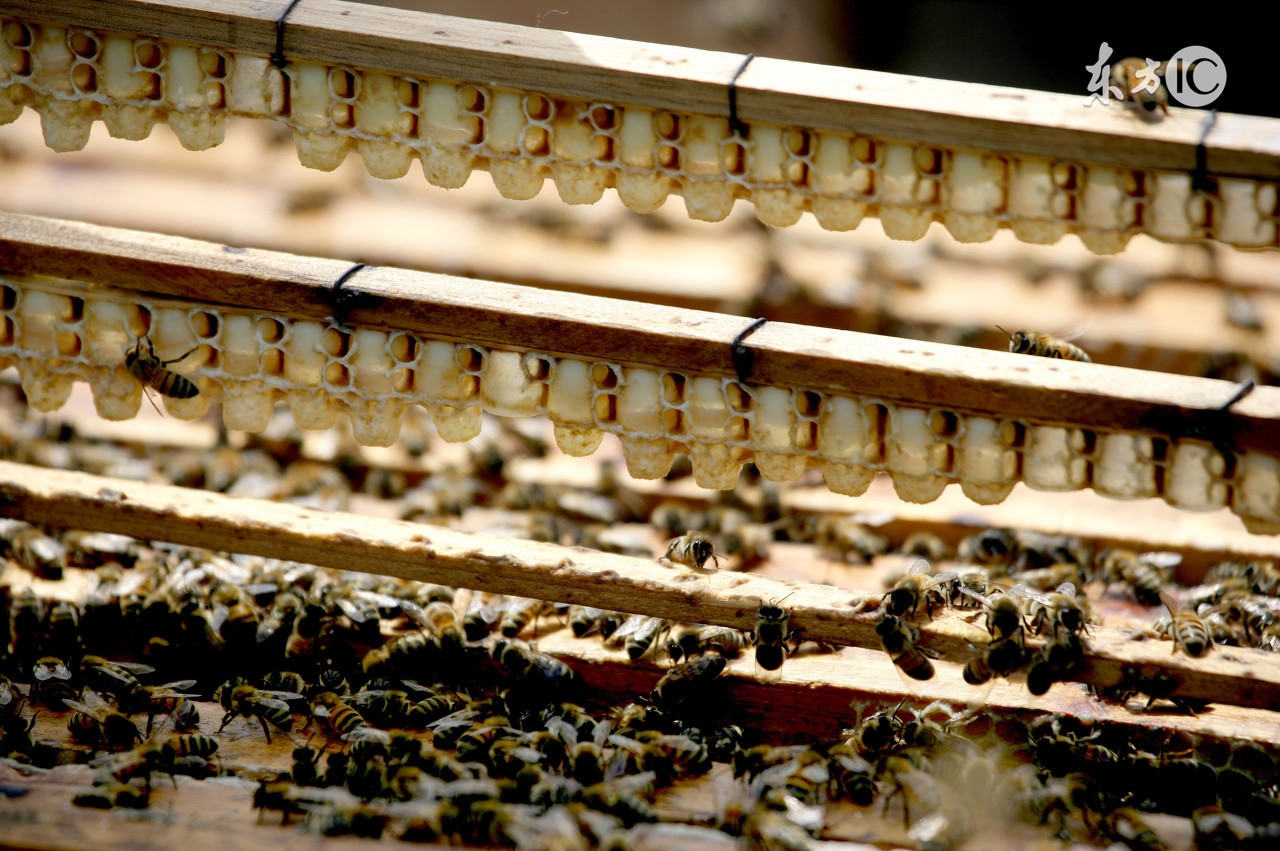 蜜蜂养殖实用技术教程大全,蜜蜂养殖技术新手养蜂入门