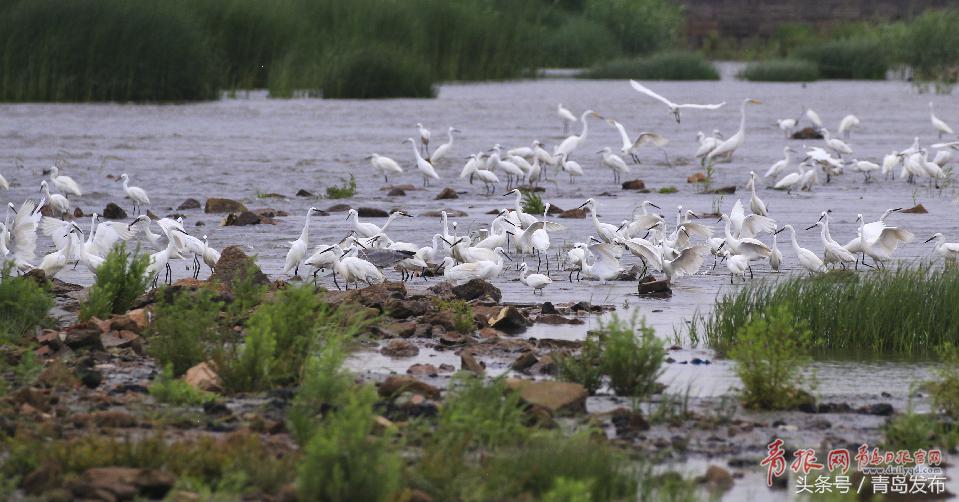 黑水河畔白鹭飞,墨水河里成群的小野鸭
