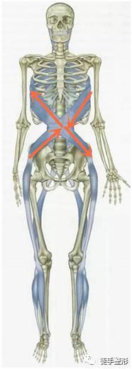 徒手整形许强分享：原来骨盆不正对女性影响这么大