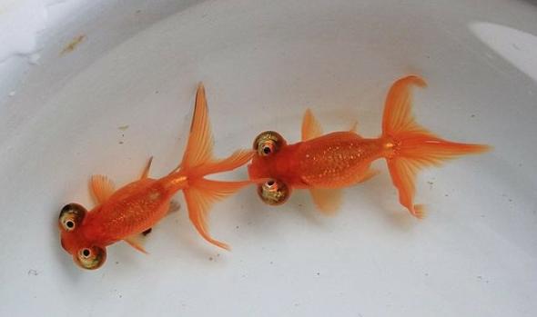 中国人工养殖的鱼都有什么,中国合适养殖的原生鱼