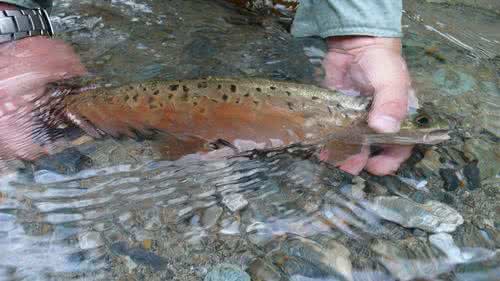 中国人工养殖的鱼都有什么,中国合适养殖的原生鱼