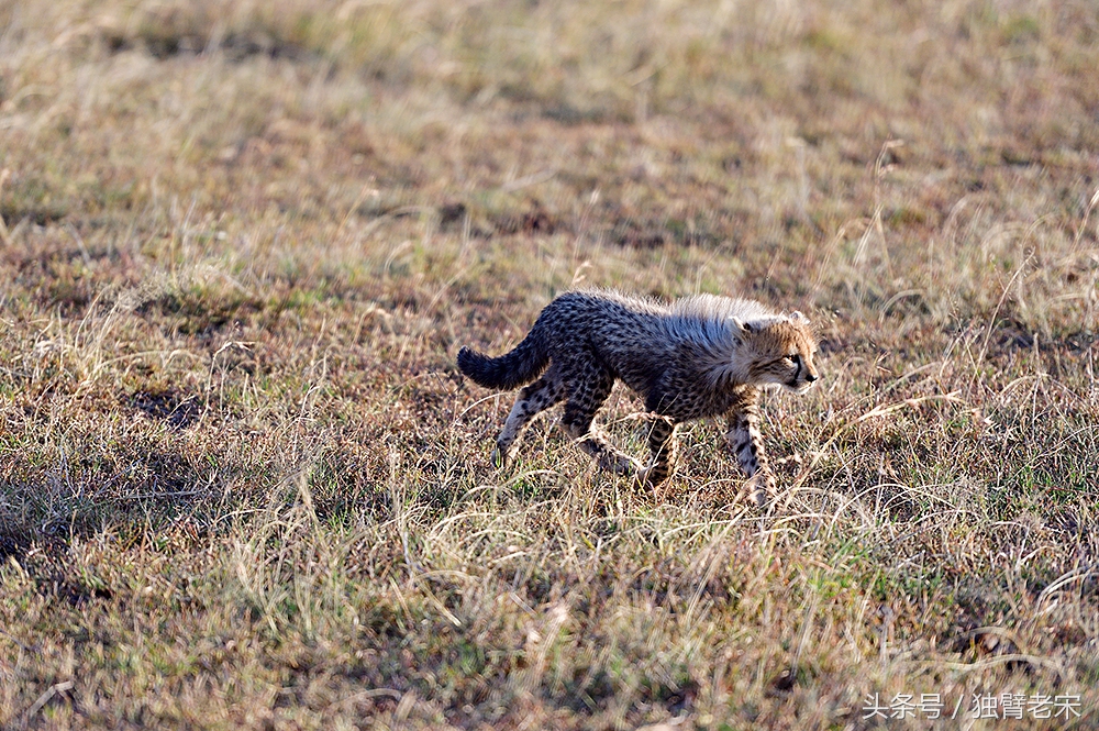 非洲马赛人有多厉害狮子都被吓跑,马赛人手拿一支长矛单挑一头狮子