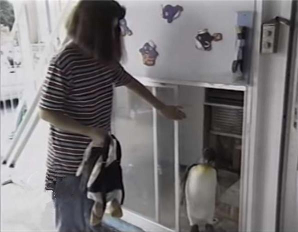 企鹅为什么喜欢吃鱼还喜欢游泳,企鹅自己背着书包去商店买鱼