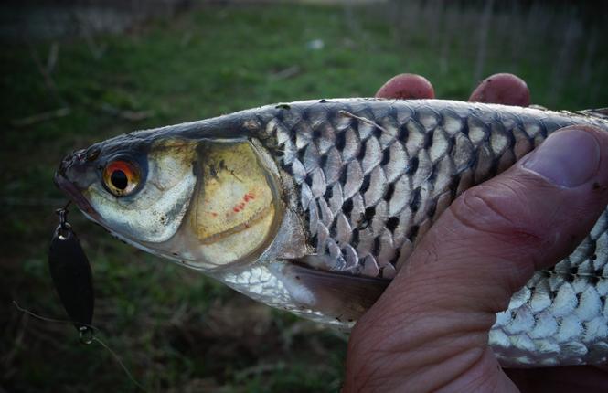 中国人工养殖的鱼都有什么,中国合适养殖的原生鱼