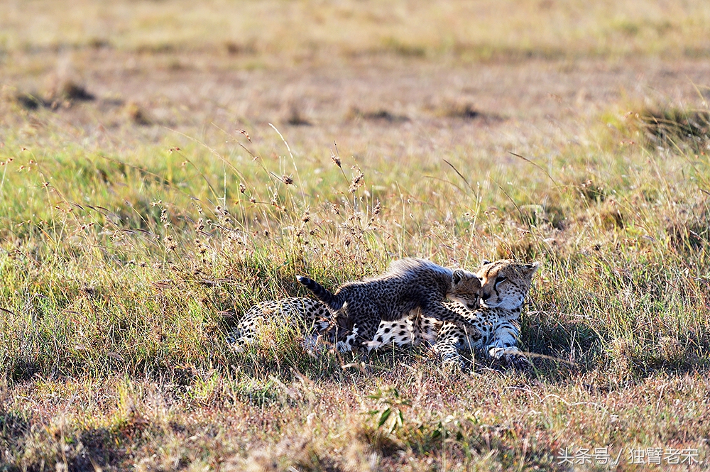 非洲马赛人有多厉害狮子都被吓跑,马赛人手拿一支长矛单挑一头狮子