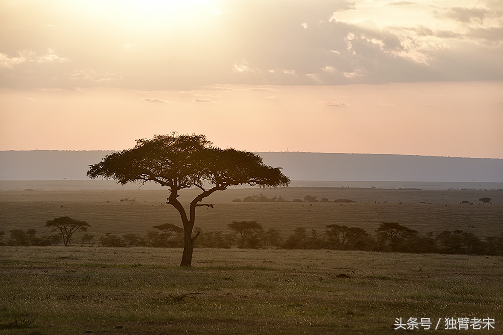 非洲马赛人有多厉害狮子都被吓跑,马赛人手拿一支长矛单挑一头狮子