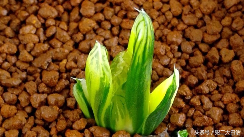 解密！识破药锦！如此简单！犯二多肉养成计划第十篇！