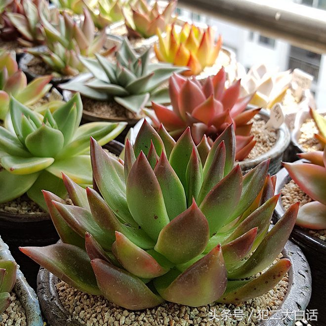 盘点价格贵的离谱商品,盘点贵的离谱的植物