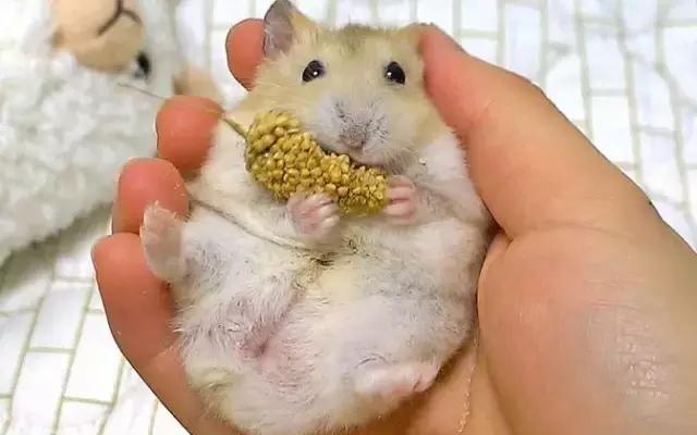 正确和仓鼠玩耍方法,如何跟仓鼠愉快的玩耍呢