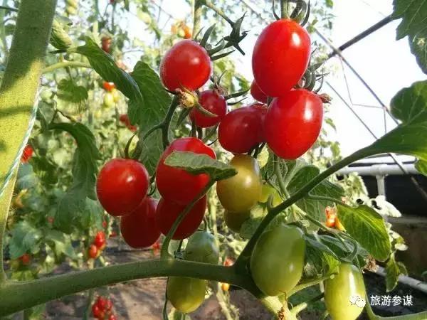 2017年梅花鹿节举办,长春双阳梅花鹿节