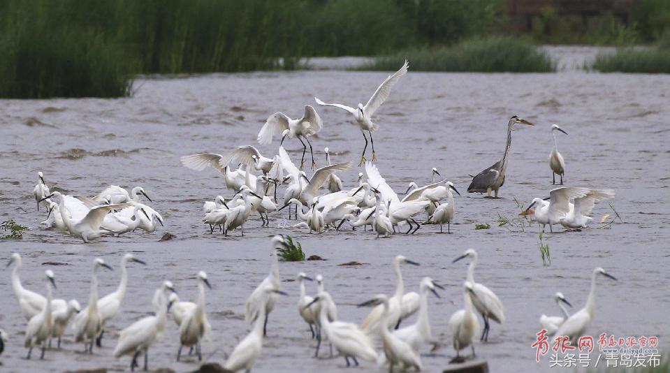 黑水河畔白鹭飞,墨水河里成群的小野鸭