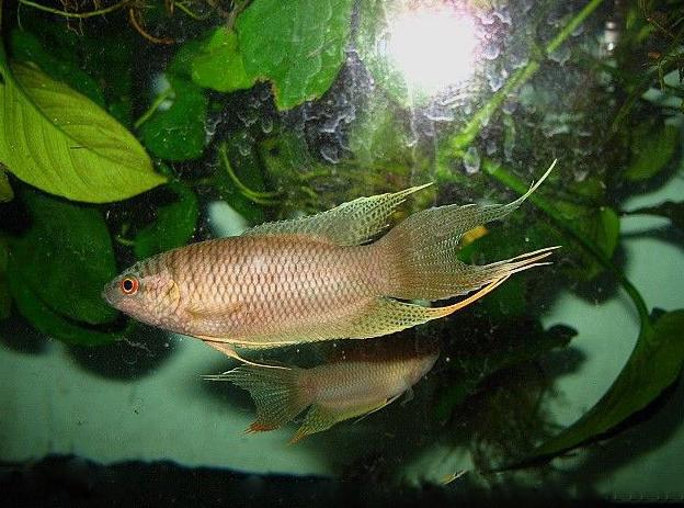 中国人工养殖的鱼都有什么,中国合适养殖的原生鱼