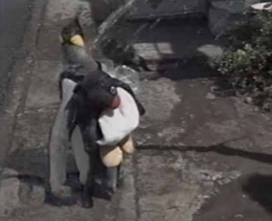 企鹅为什么喜欢吃鱼还喜欢游泳,企鹅自己背着书包去商店买鱼