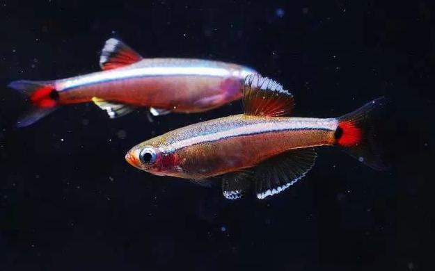 中国人工养殖的鱼都有什么,中国合适养殖的原生鱼