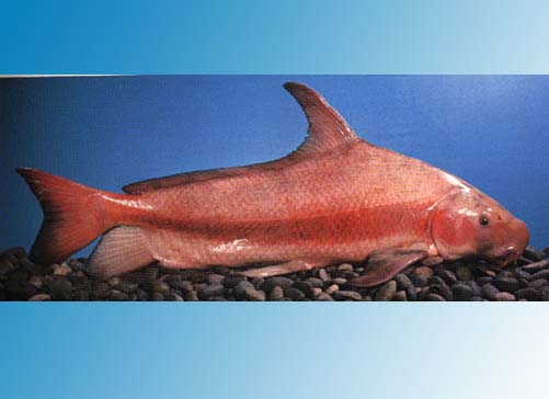 中国人工养殖的鱼都有什么,中国合适养殖的原生鱼