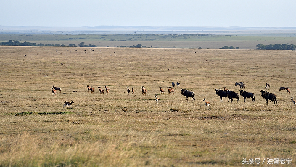非洲马赛人有多厉害狮子都被吓跑,马赛人手拿一支长矛单挑一头狮子