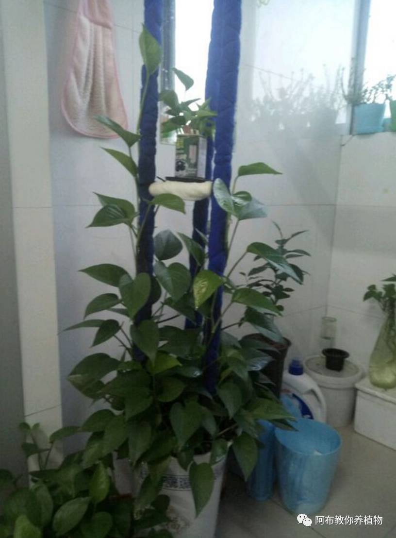 一个鸡蛋就能够让绿萝疯长,让绿萝长得快的方法有哪些