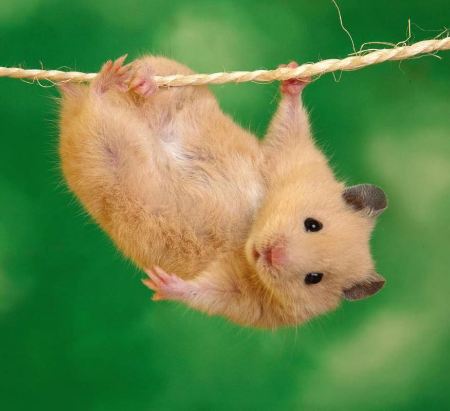 神演技，超实力表演帝，竟然是只仓鼠