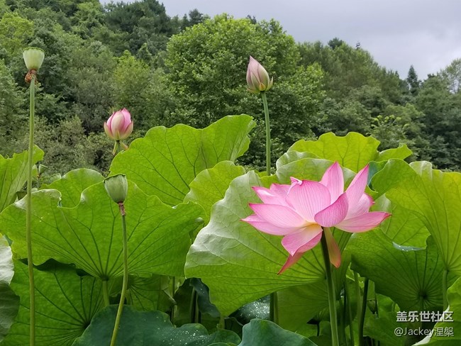 三星盖伦s8.5阵容,三星s8升级安卓10.0感受