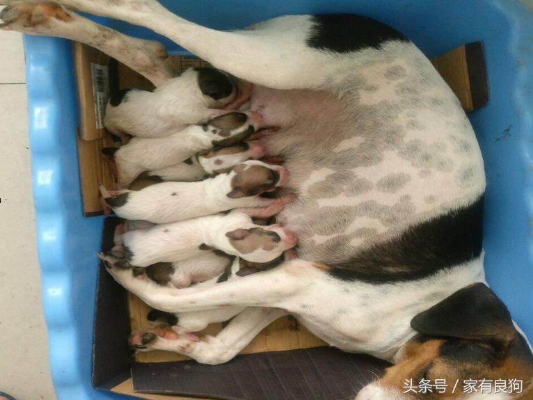 凌晨4点出世的狗宝宝,晚上7点半出生的狗宝宝