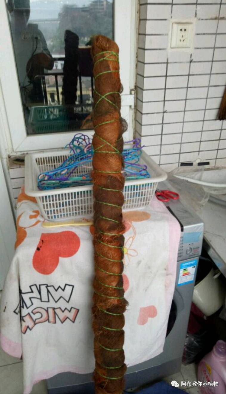 一个鸡蛋就能够让绿萝疯长,让绿萝长得快的方法有哪些